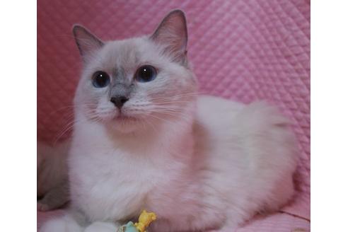 販売中のラグドールの親猫